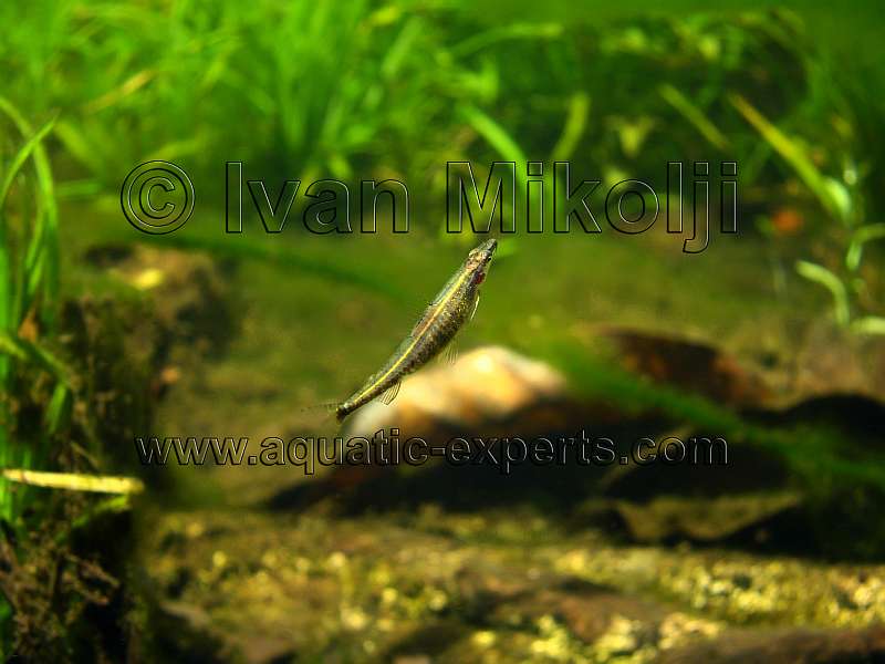 Ammocryptocharax elegans 5